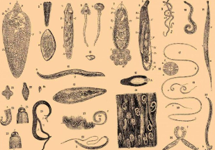 Types of parasites in the body of the man
